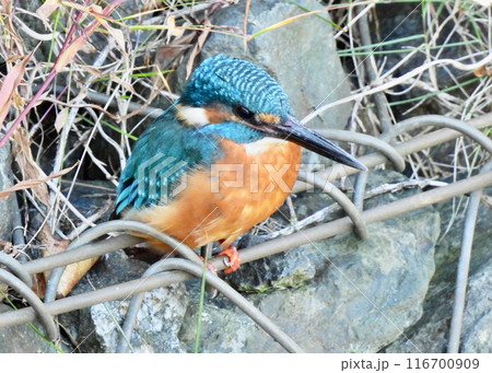 カワセミ 116700909