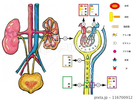 腎臓のはたらき 116700912