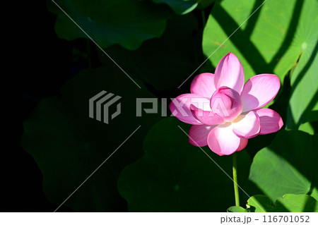 服部緑地公園　蓮　花びら 116701052