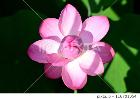 蓮の花　クローズアップ 116701054