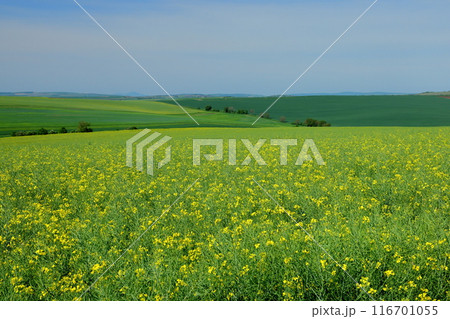 中央ヨーロッパのチェコ共和国 南モラヴィア州キヨフ近くのモラヴィア大草原 菜の花畑などが広がる景色 中央ヨーロッパのチェコ共和国 南モラヴィア州キヨフ近くのモラヴィア大草原 菜の花畑などが広がる景色 116701055
