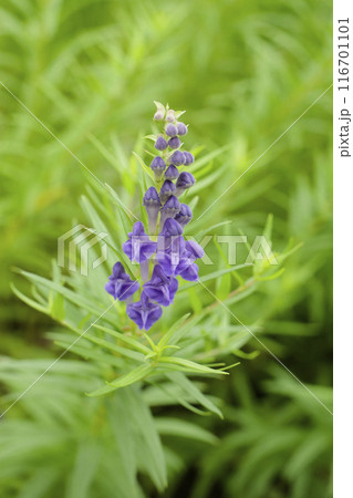 紫色のコガネバナの花 紫色のコガネバナの花 116701101