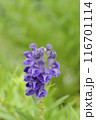 紫色のコガネバナの花	 116701114