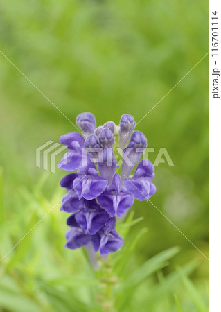 紫色のコガネバナの花 紫色のコガネバナの花 116701114