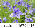 紫色のキキョウの花	 116701116