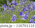 紫色のキキョウの花	 116701118