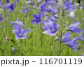 紫色のキキョウの花	 116701119