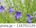 紫色のキキョウの花	 116701120