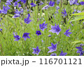 紫色のキキョウの花	 116701121
