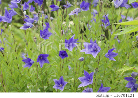 紫色のキキョウの花	 116701121