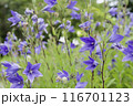 紫色のキキョウの花	 116701123