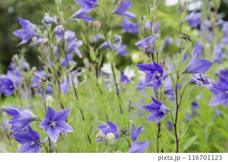 紫色のキキョウの花	 116701123