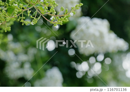 百日紅の花 116701136