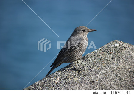岩に止まってキョロキョロするイソヒヨドリ 116701146