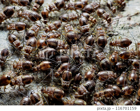 アブラムシ 116701159