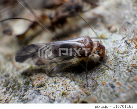 アブラムシ 116701163