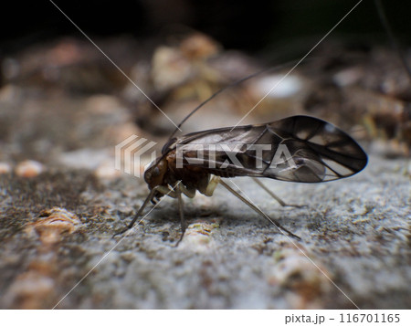 アブラムシ 116701165