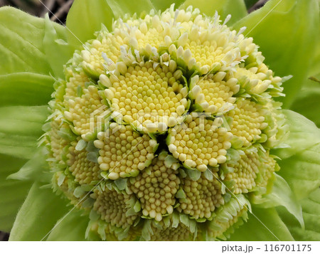 アキタブキの雄花 アキタブキの雄花 116701175