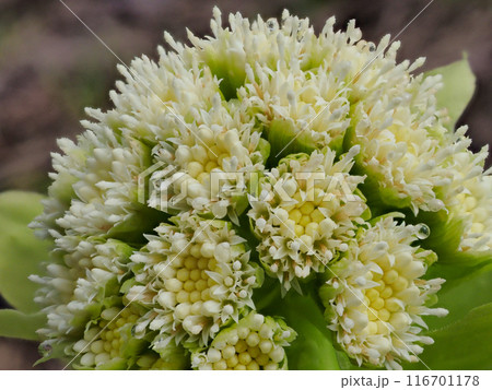 アキタブキの雄花 116701178