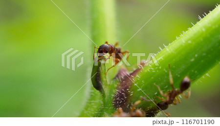 イタドリの蜜腺に集まるシワクシケアリ 116701190