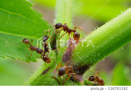 イタドリの蜜腺に集まるシワクシケアリ 116701192