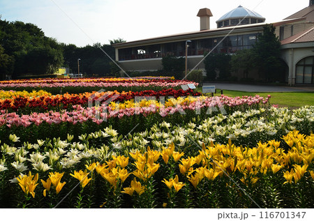 埼玉県深谷市アクアパラダイスパティオ　朝咲き誇る美しい百合 116701347