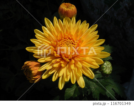 黄色い菊 116701349