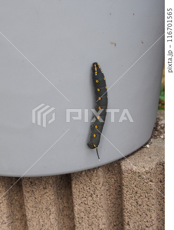 植木鉢にまで張り付いたホウセンカの大敵セスジスズメ 植木鉢にまで張り付いたホウセンカの大敵セスジスズメ 116701565
