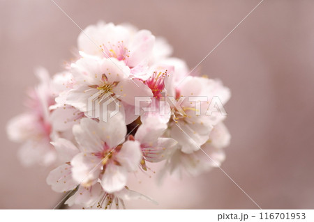 桜の花のマクロ撮影 116701953