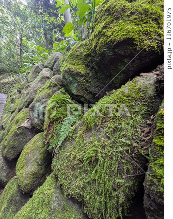 こけ こけ 116701975