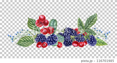 Blackberry and lingonberry with wild herbs. Bouquet of summer red, black berries and blue flowers. Dewberry, bramble, cowberry with leaves. Watercolor illustration. For template, package, cookbook. 116701985