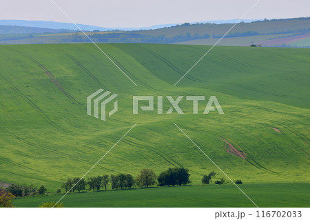中央ヨーロッパのチェコ共和国　南モラヴィア州キヨフ近くのモラヴィア大草原　起伏のある丘陵が広がる景色 116702033