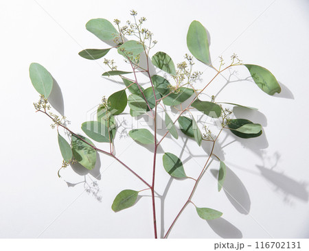 fresh eucalyptus branch on a white  background with hard shadows. Top view 116702131