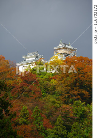 鉛色の空を背景に紅葉に染まる越前大野城の天守　Ver2 116702172