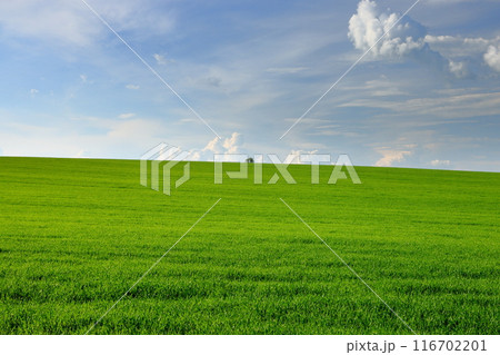 中央ヨーロッパのチェコ共和国南モラヴィア州　モラヴィア大草原拠点のキヨフ近くの草原の景色 116702201