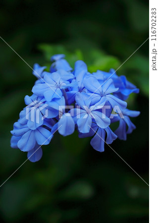 青いルリマツリの花 青いルリマツリの花 116702283