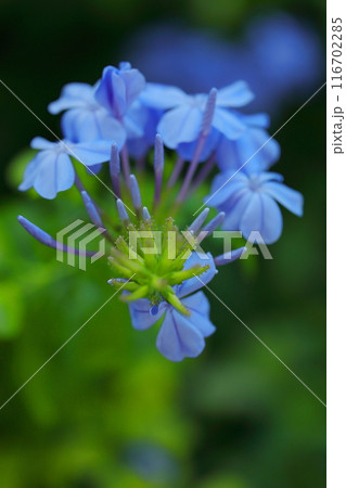 青いルリマツリの花 青いルリマツリの花 116702285