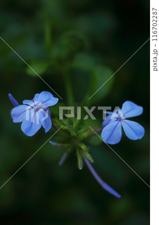 青いルリマツリの花 116702287