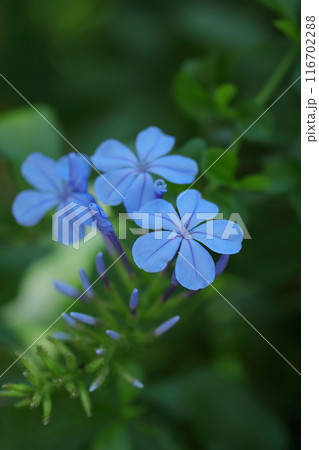 青いルリマツリの花 青いルリマツリの花 116702288