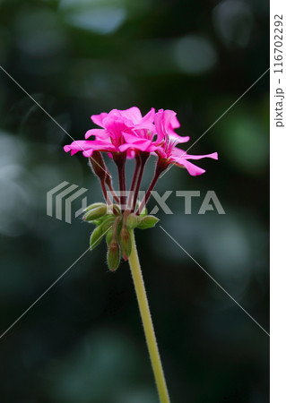 赤いアイビーゼラニウムの花 赤いアイビーゼラニウムの花 116702292