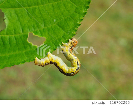 シャクガ幼虫 シャクガ幼虫 116702296