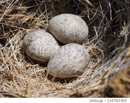 ハクセキレイの卵 ハクセキレイの卵 116702303
