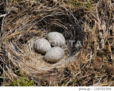 ハクセキレイの卵 116702304