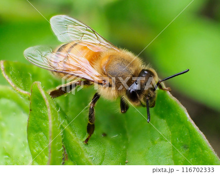 ミツバチ 116702333