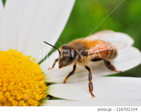 ミツバチ 116702334