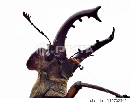 ミヤマクワガタ 116702342