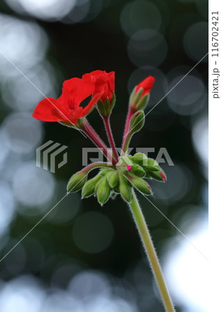 赤いアイビーゼラニウムの花 赤いアイビーゼラニウムの花 116702421