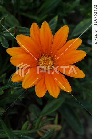 ガザニアのオレンジ色の花 116702432