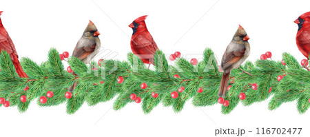 Winter festive seamless border with red cardinal birds. Vintage style illustration. Christmas time decor seamless border with garden birds, poinsettia, pine twig, eucalyptus, berries. 116702477