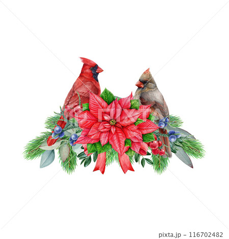 Winter time vintage style floral decor with red cardinal bird couple. Watercolor illustration. Christmas festive painted decoration with conifer, eucalyptus, berries, poinsettia. White background 116702482